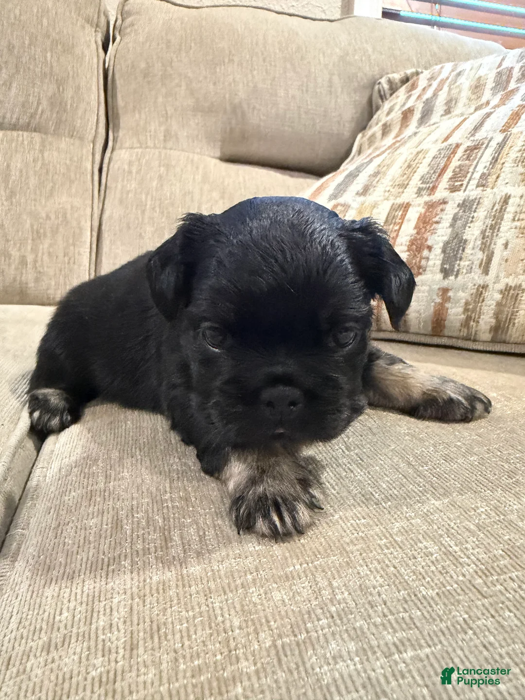French Bulldog dogs for sale: French Bulldog 3 - Ad 2