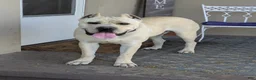 Cane Corso dogs for sale: Dark Blue - Ad 6