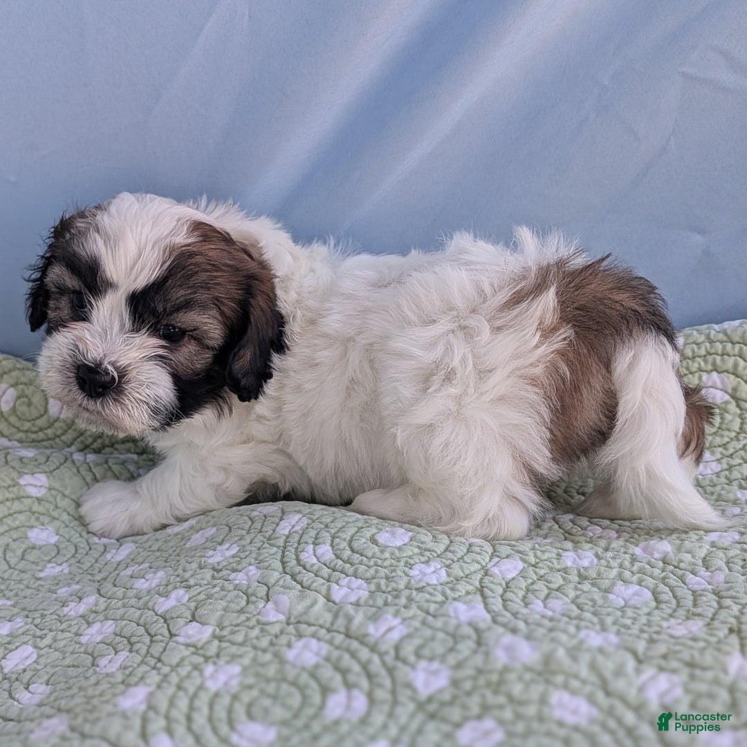 Teddy Bear dogs for sale: Marshmallow - Ad 6