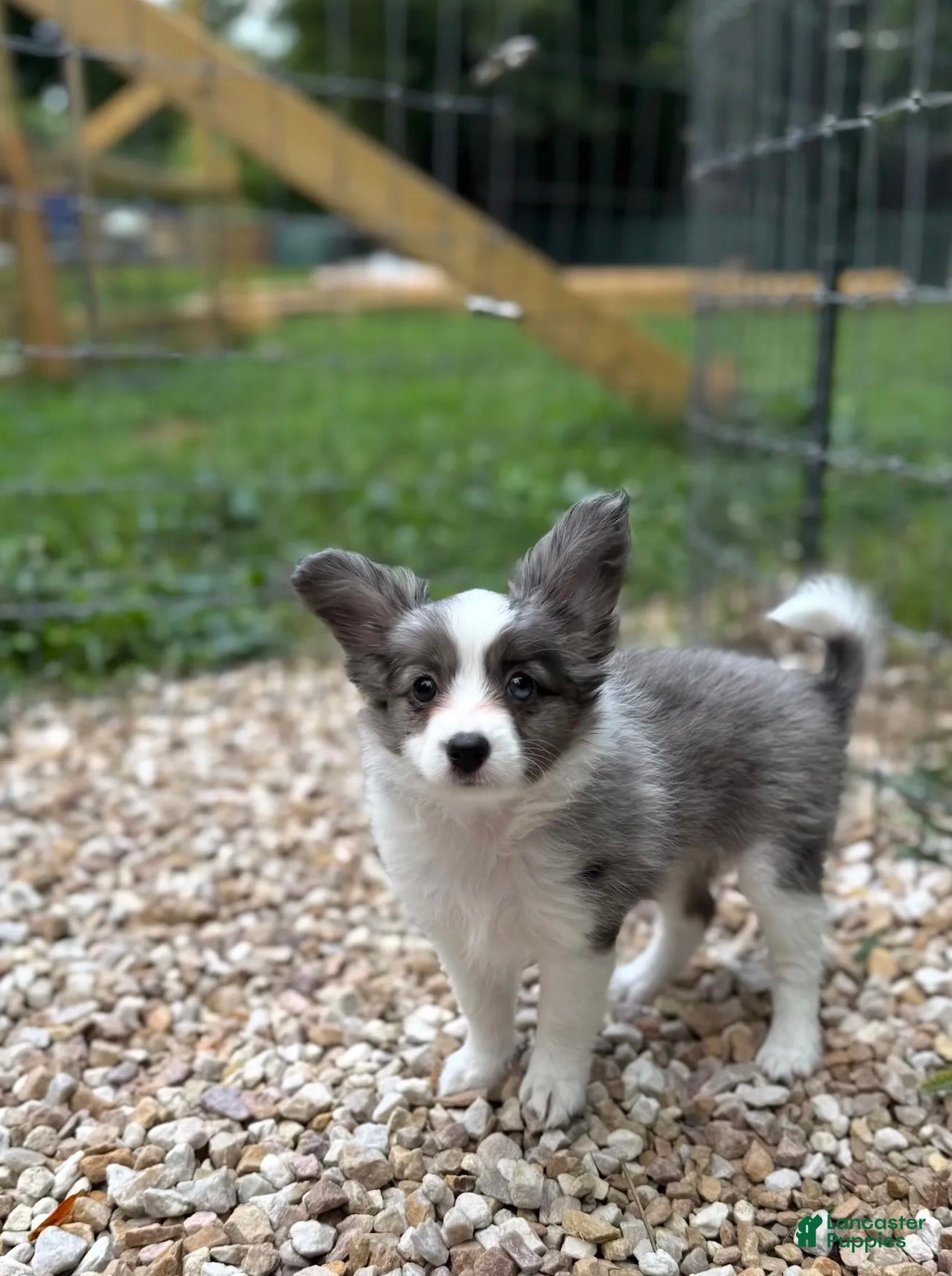 Mixed Breed dogs for sale: Skittles - Ad 2