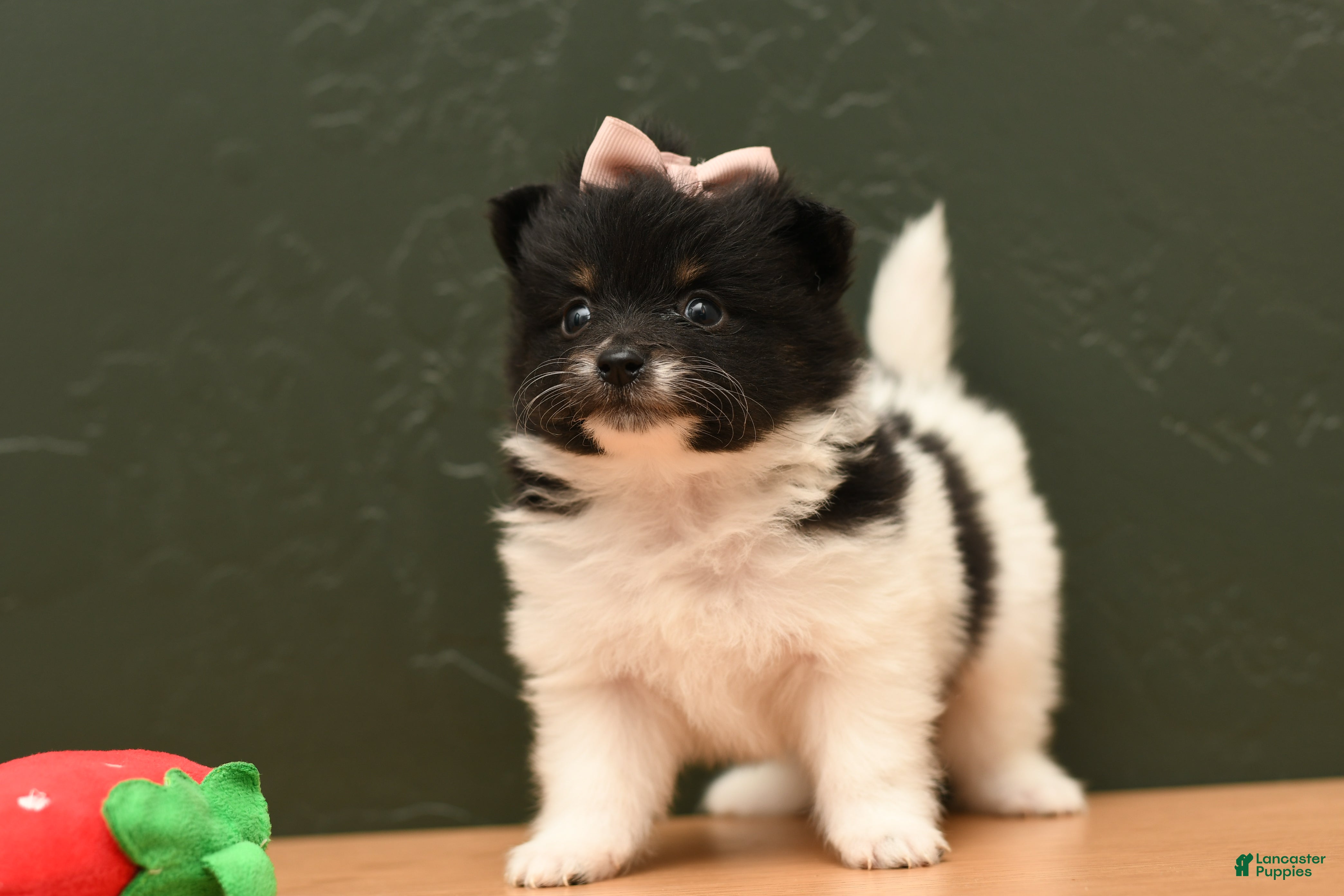 Pomeranian dogs Zoe - Ad 1