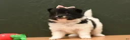 Pomeranian dogs for sale: Zoe - Ad 1