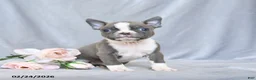 Boston Terrier dogs for sale: Fritz - Ad 3