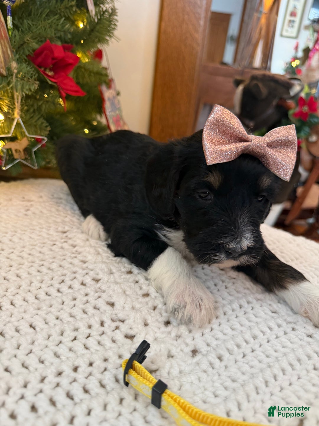 Mixed Breed dogs for sale: Frannie - Ad 3