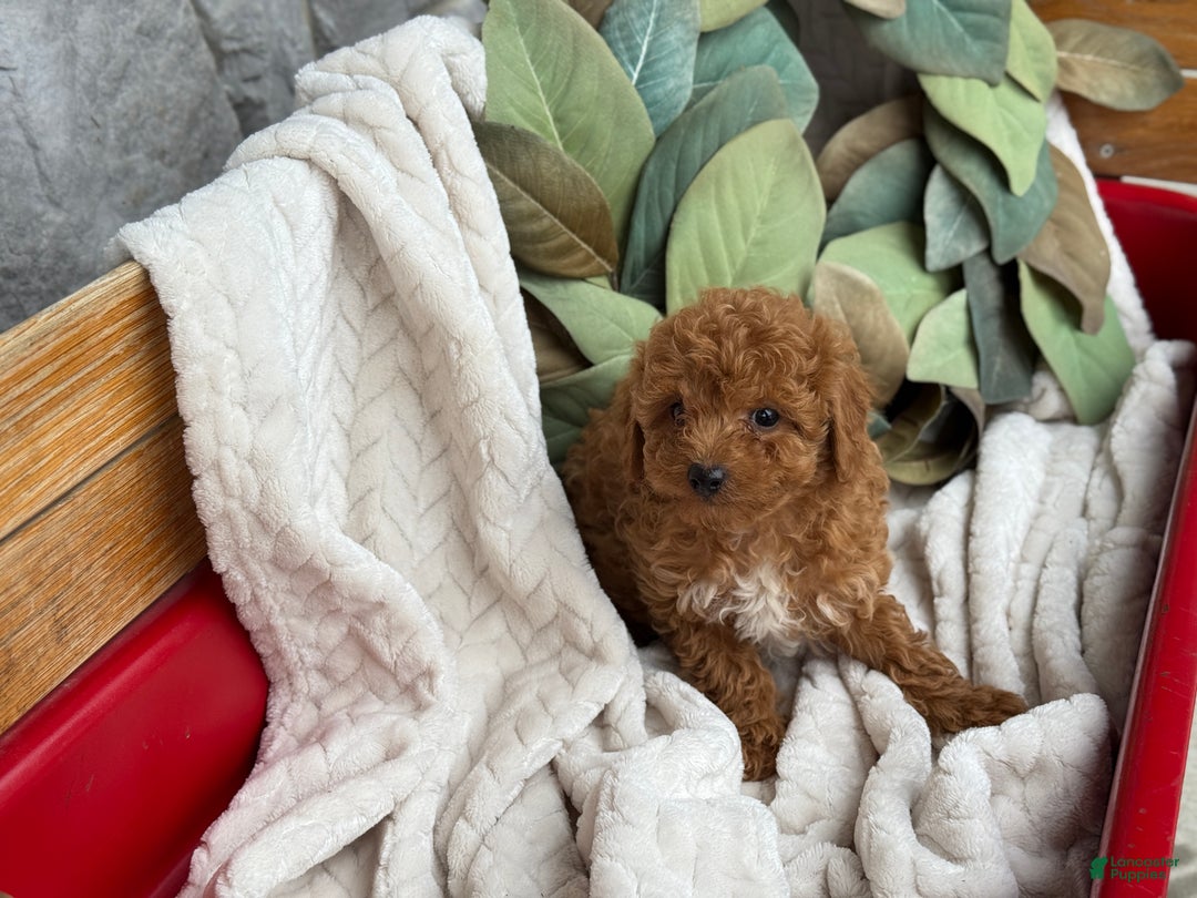 Toy Poodle dogs for sale: Kira - Ad 15