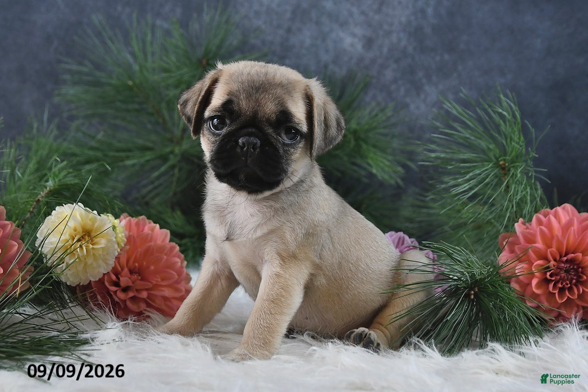 Pug dogs Natalie - Ad 1