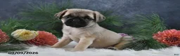 Pug dogs for sale: Natalie - Ad 1