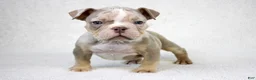 American Bully dogs for sale: Lilac Merle Male - Ad 1