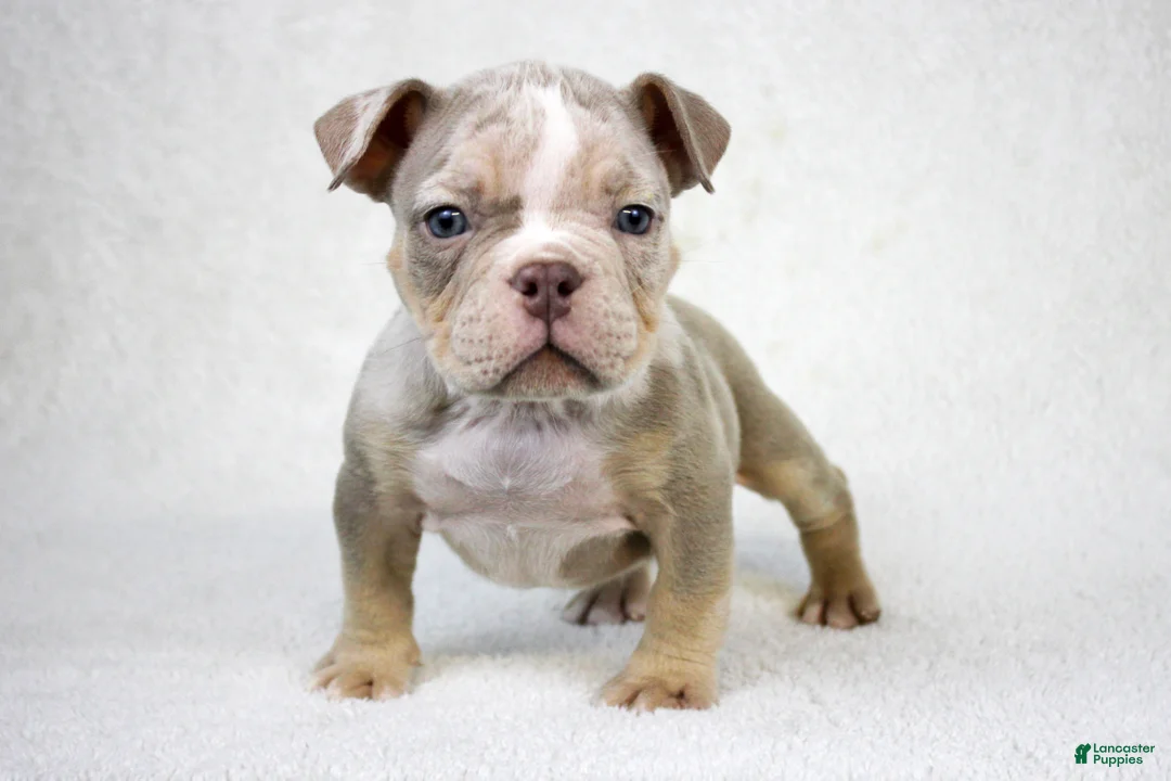 American Bully dogs for sale: Lilac Merle Male - Ad 1