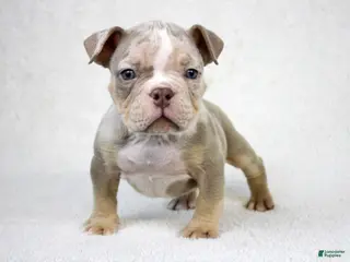 American Bully dogs Lilac Merle Male - Ad 21