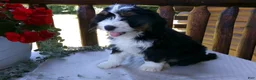 Mini Bernedoodle dogs for sale: Brenda - Ad 8