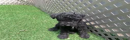 Kerry Blue Terrier dogs for sale: Garth - Ad 5