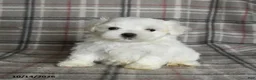 Maltese dogs for sale: Prince   - Ad 5