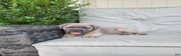 Cane Corso dogs for sale: Nova - Ad 3