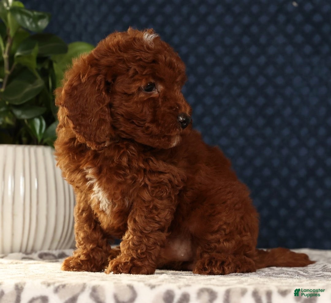 Miniature Poodle dogs for sale: Sasha - Ad 7