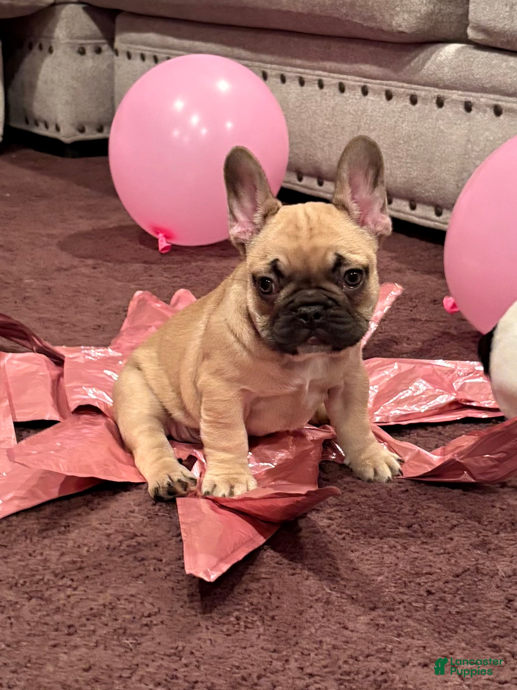 French Bulldog dogs Coco - Reserve Today!   - Ad 4