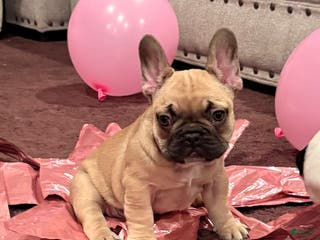 French Bulldog dogs Coco - Reserve Today! - Ad 5