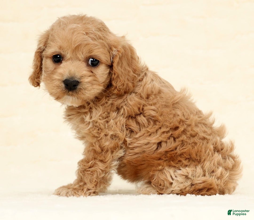 Cockapoo dogs for sale: Bonnie - Ad 5