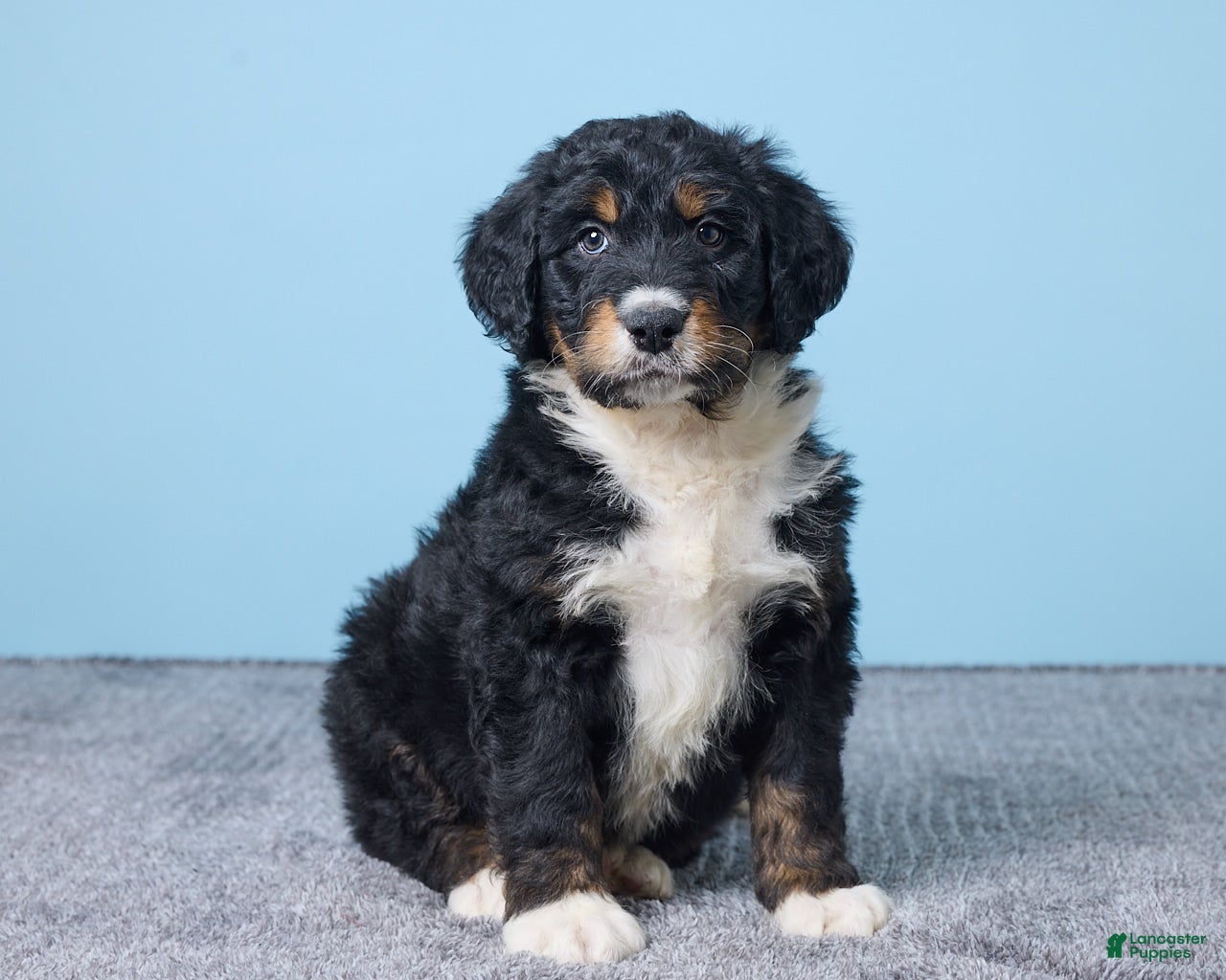 Bernedoodle dogs Hunter - Ad 32