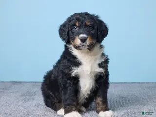 Bernedoodle dogs Hunter - Ad 32