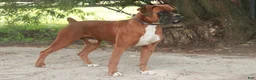 Boxer dogs for sale: Espresso - Ad 9