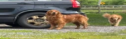 Golden Retriever dogs for sale: Miss Red - Ad 9