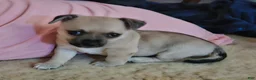 Chihuahua dogs for sale: Chihuahua 1 - Ad 1