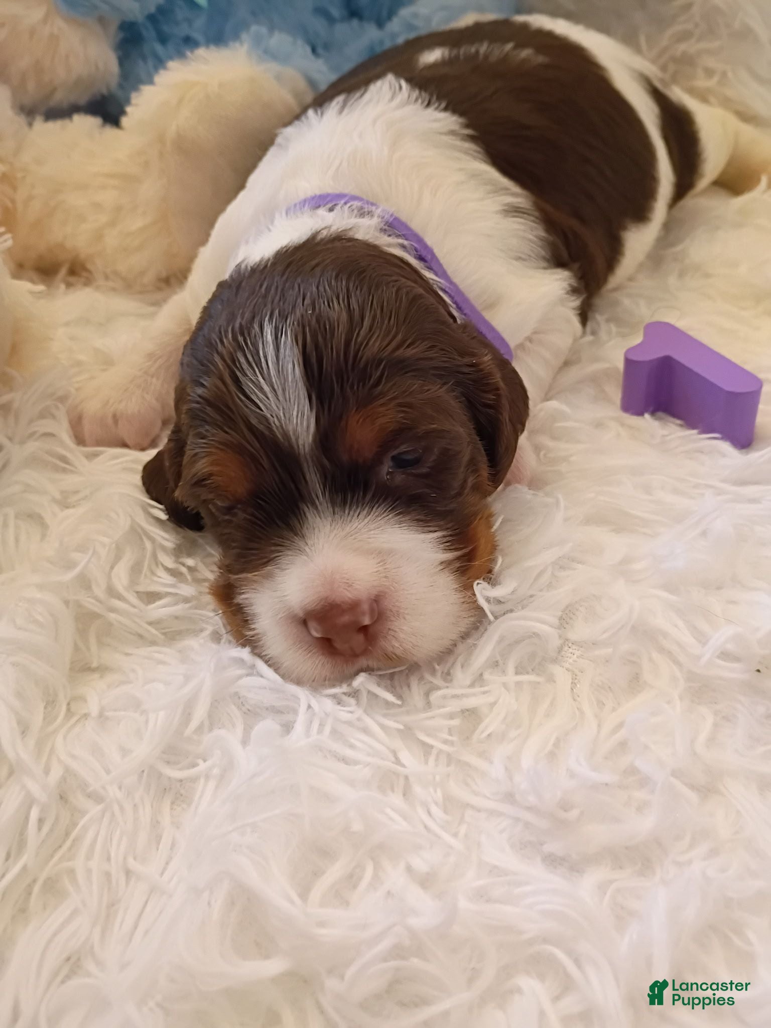 Brittany Spaniel dogs Brittany Spaniel 1 Tricolor Male - Ad 1