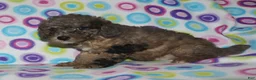Miniature Poodle dogs for sale: Harlee’s Merle male - Ad 4