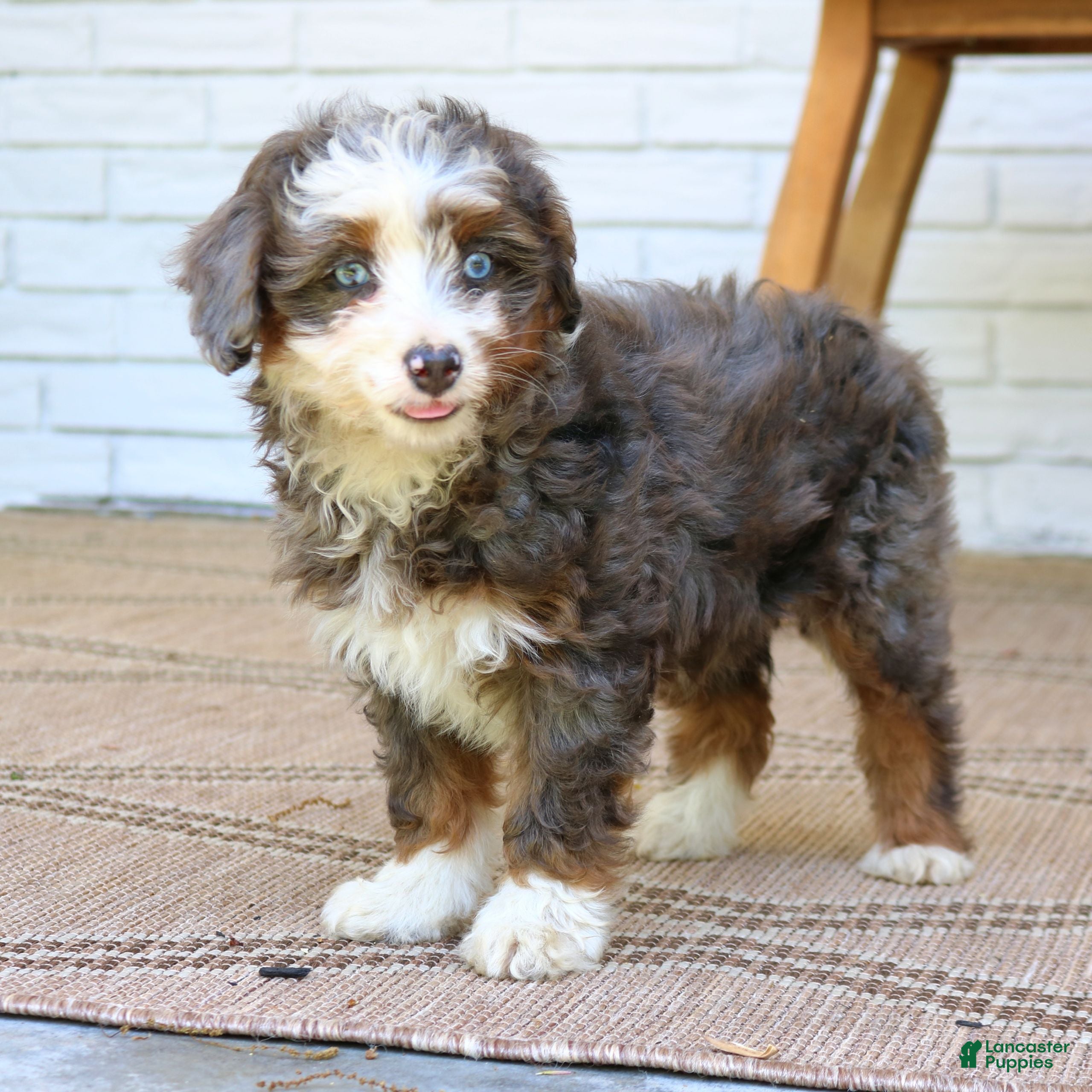 Mini Bernedoodle dogs for sale: Hazel  - Ad 3