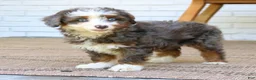 Mini Bernedoodle dogs for sale: Hazel  - Ad 1