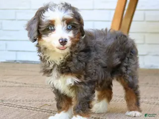Mini Bernedoodle dogs for sale: Hazel - Ad 3