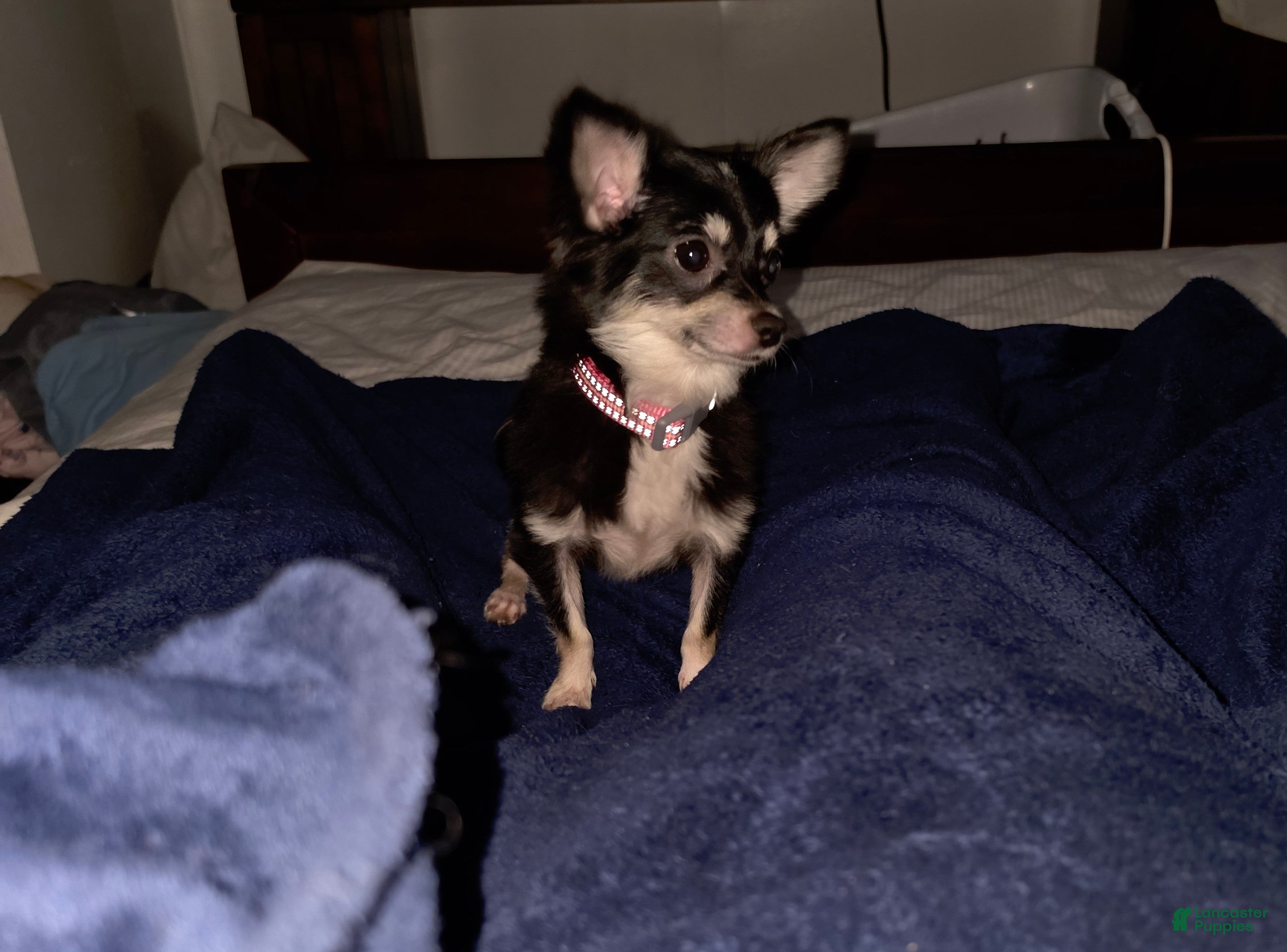 Chihuahua dogs Chihuahua Puppy 1 - Ad 17