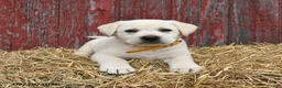 Labrador Retriever dogs for sale: Rover - Ad 3