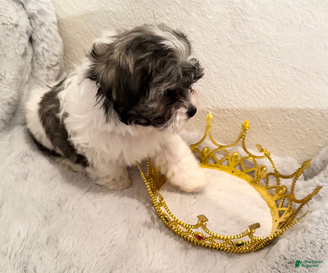 Mixed Breed dogs for sale: Lhatese Breed “Diva” - Ad 3