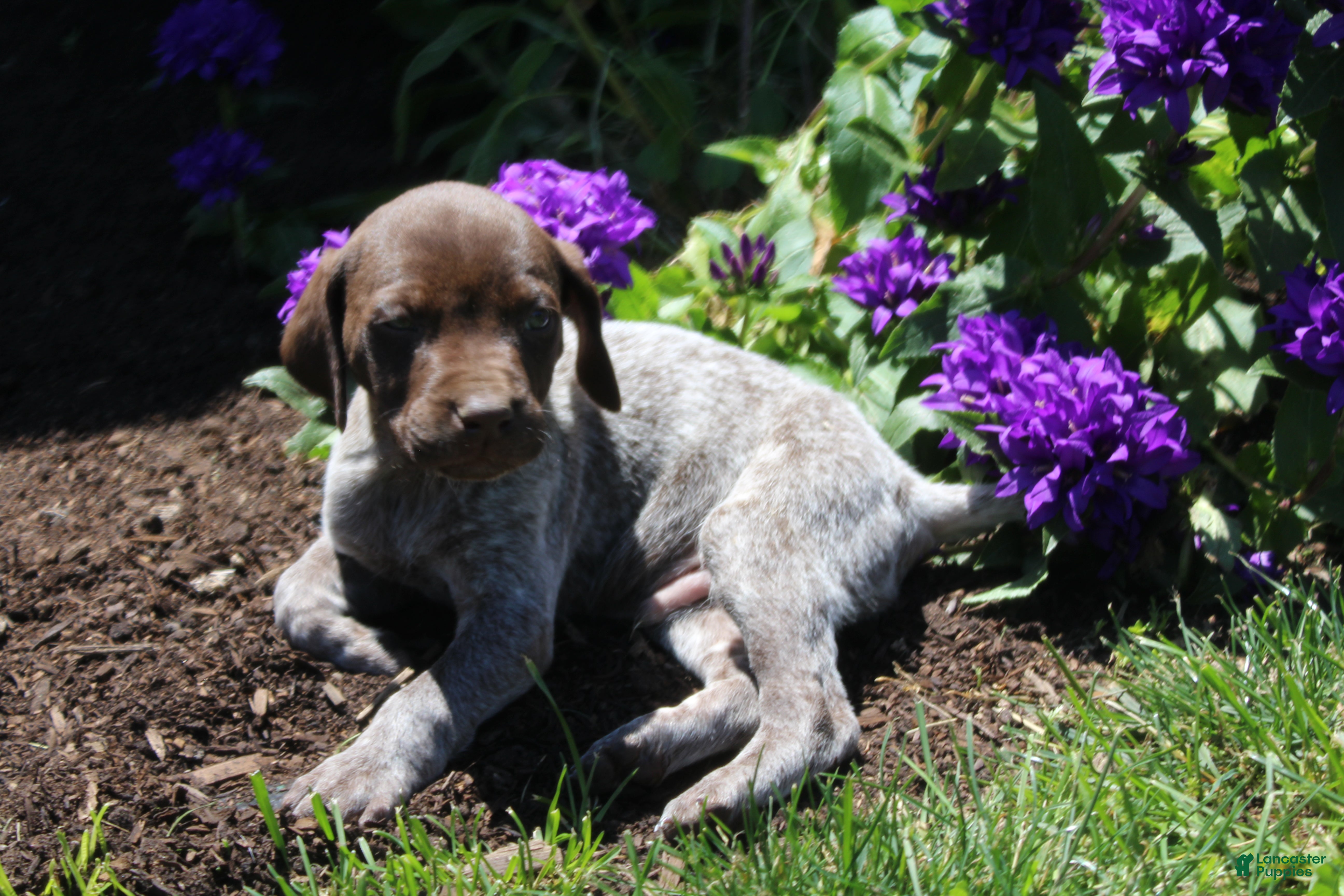 German Shorthaired Pointer dogs Tebow  - Ad 1
