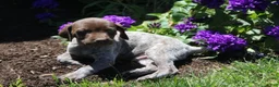German Shorthaired Pointer dogs for sale: Tebow  - Ad 1