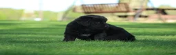 Newfoundland dogs for sale: Jed - Ad 5