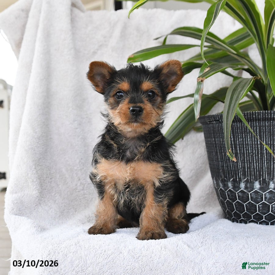 Yorkshire Terrier dogs Penny - Ad 1