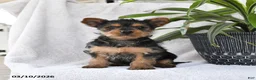 Yorkshire Terrier dogs for sale: Penny - Ad 1