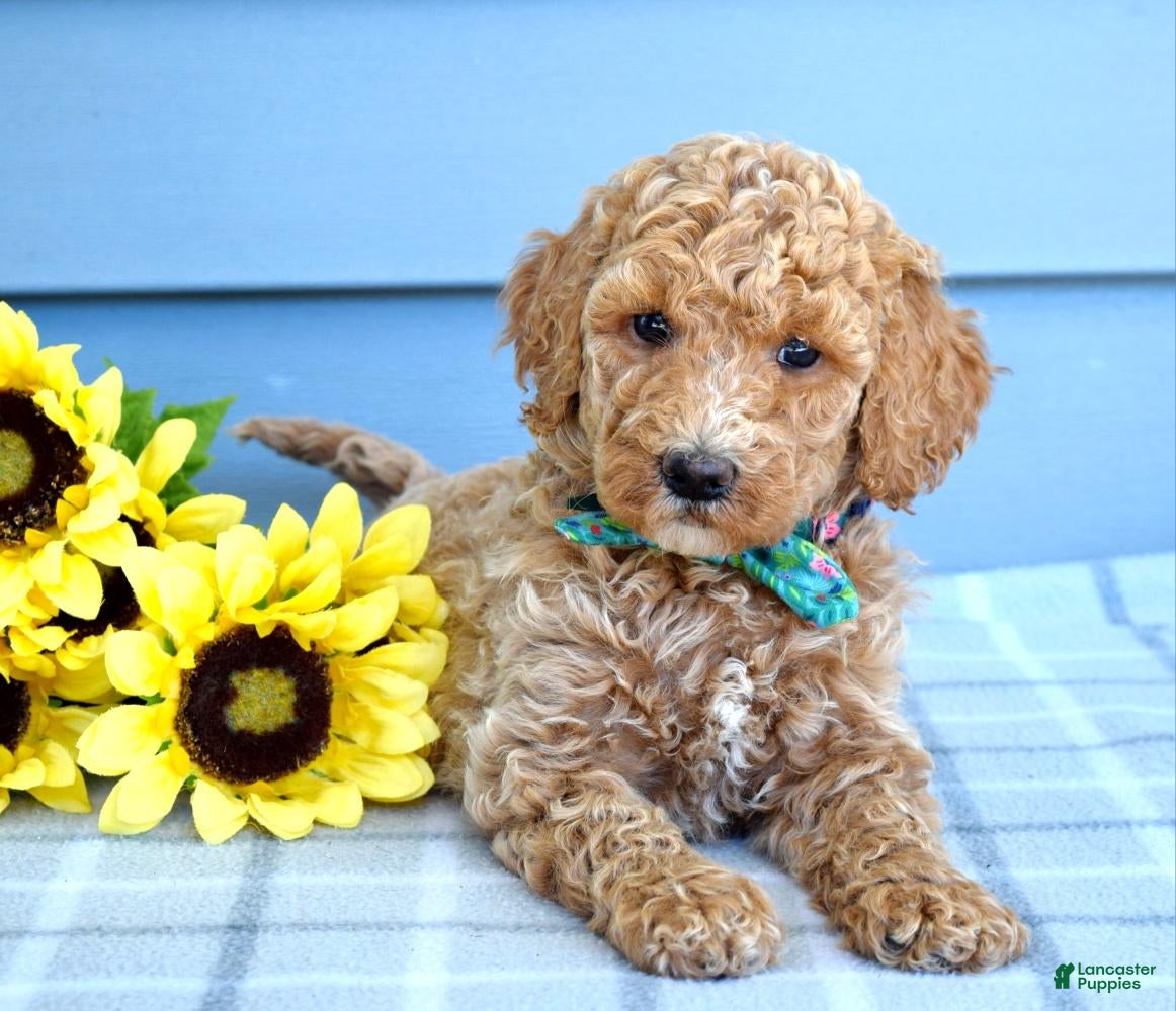 Goldendoodle dogs Harper  - Ad 1