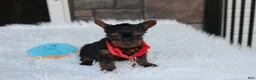 Yorkiepoo dogs for sale: Emmett  - Ad 18
