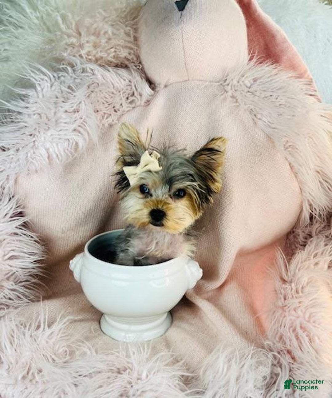 Yorkshire Terrier dogs for sale: Teacup Yorkshire Terrier Puppy 2 - Ad 1