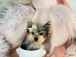 Yorkshire Terrier dogs Teacup Yorkshire Terrier Puppy 2 - Ad 30