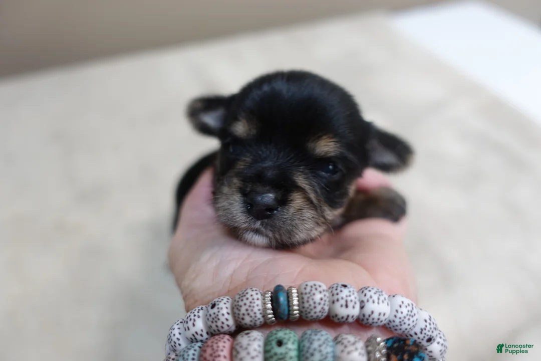 Yorkshire Terrier dogs for sale: Noodles - Ad 1