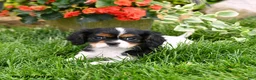 Cavalier King Charles Spaniel dogs for sale: Spencer - Ad 2