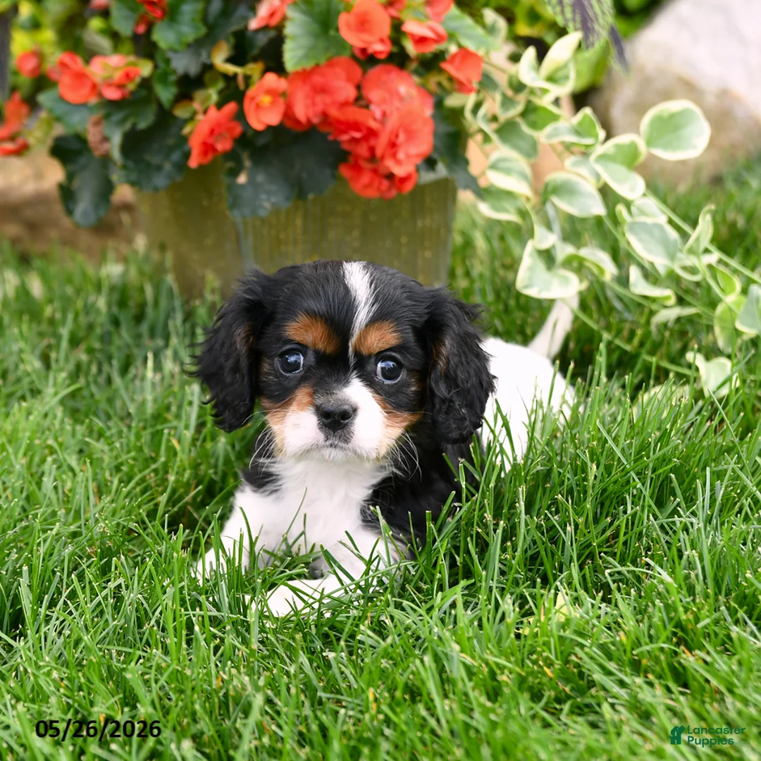 Cavalier King Charles Spaniel dogs for sale: Spencer - Ad 2