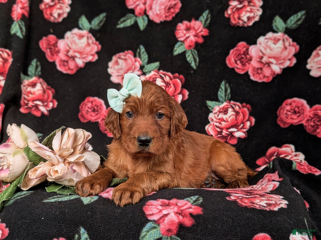 Irish Setter dogs for sale: Diannah - Ad 5