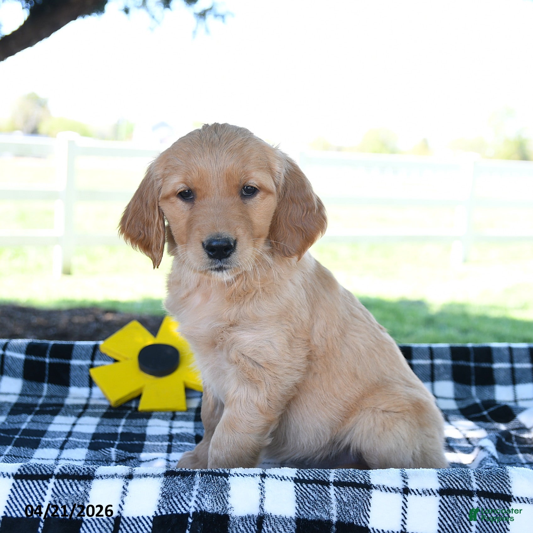 Golden Retriever dogs Amber - Ad 2