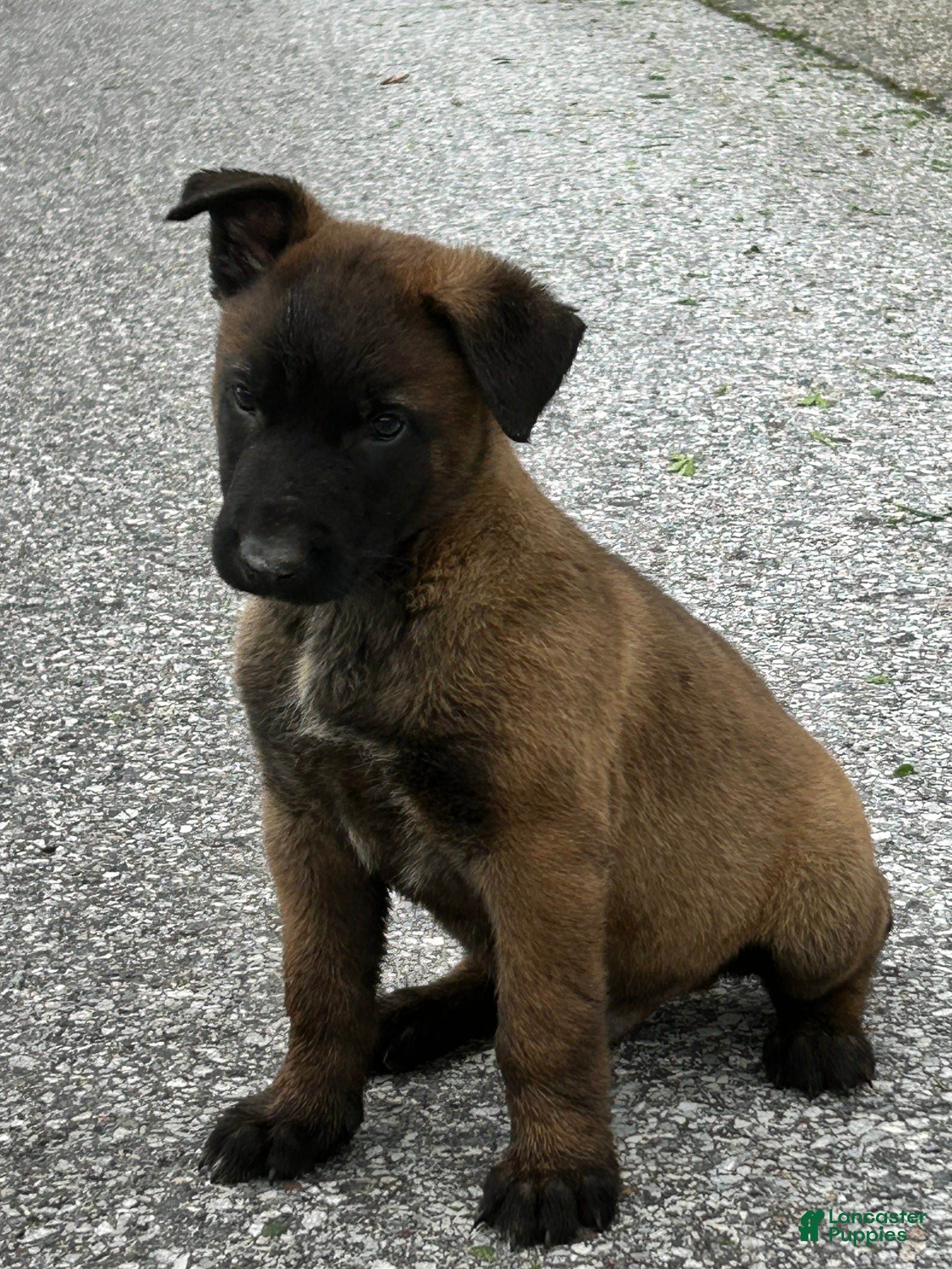 Belgian Malinois dogs Harley - Ad 23